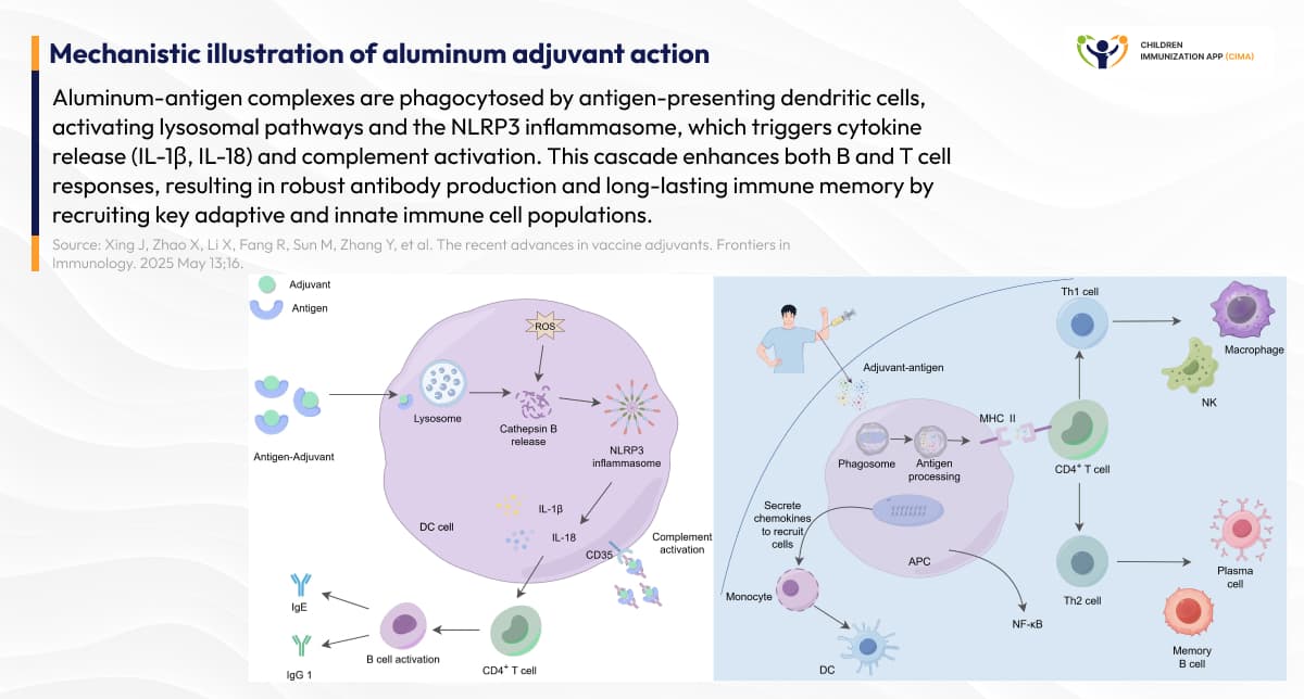 Aluminum adjuvant mechanism diagram showing immune cell activation.