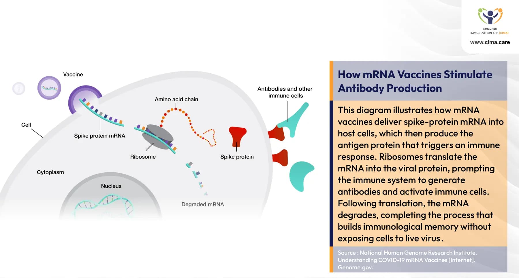 mRNA vaccine cellular mechanism diagram with antibody production process.