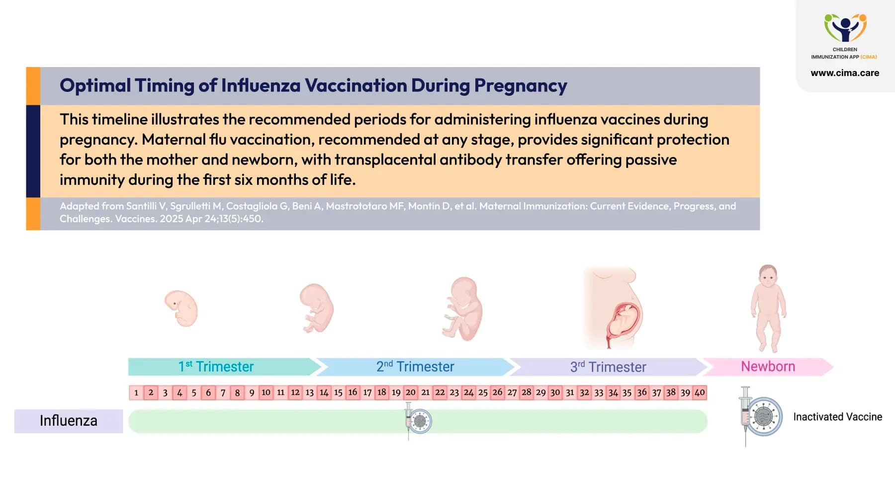 Influenza vaccination pregnancy timeline showing safe administration periods.