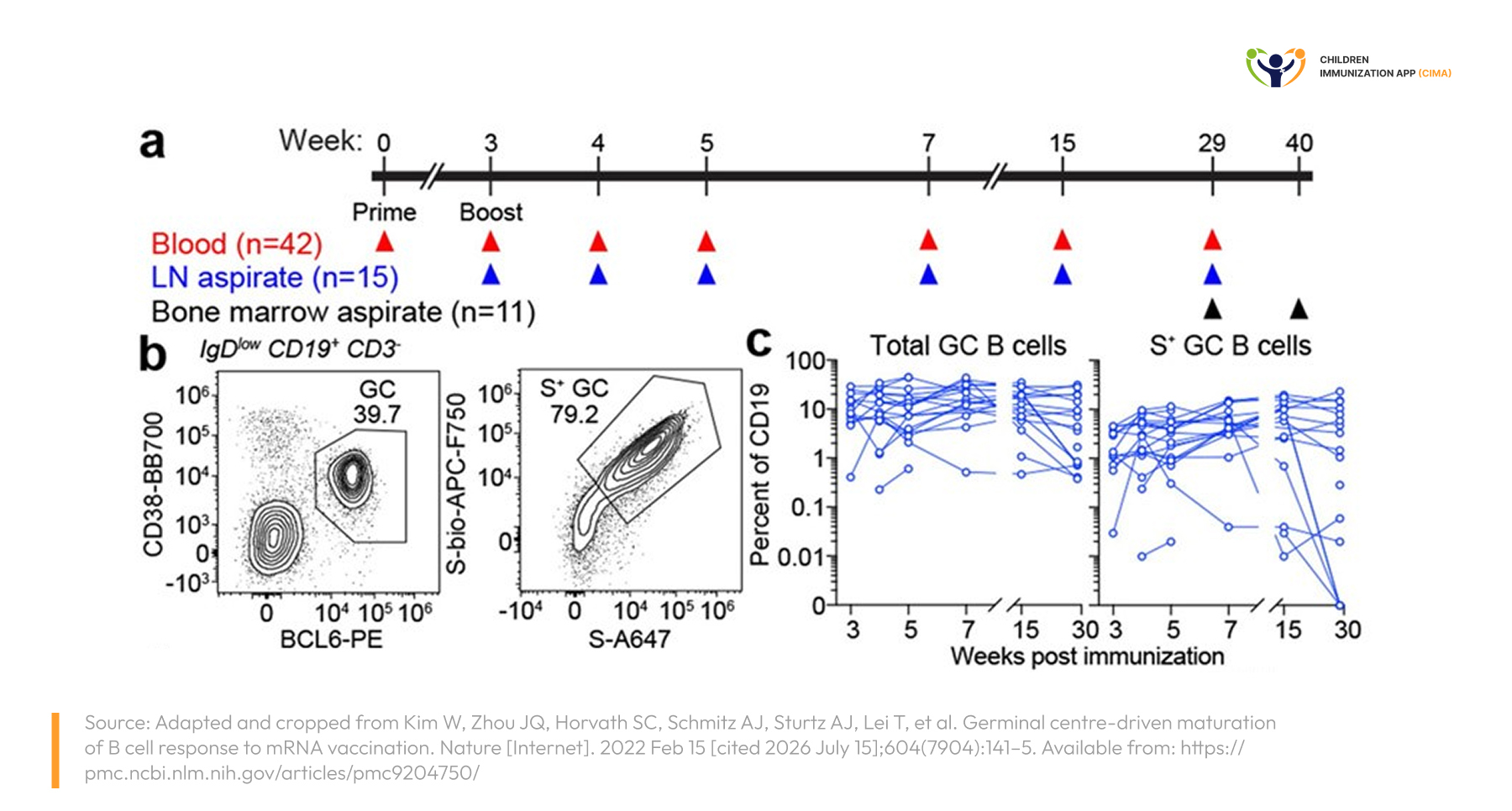 Timeline and lymph‑node plots showing that SARS‑CoV‑2 mRNA vaccination induces germinal center B cells. spike‑specific cells that remain detectable for many weeks after the prime–boost series.