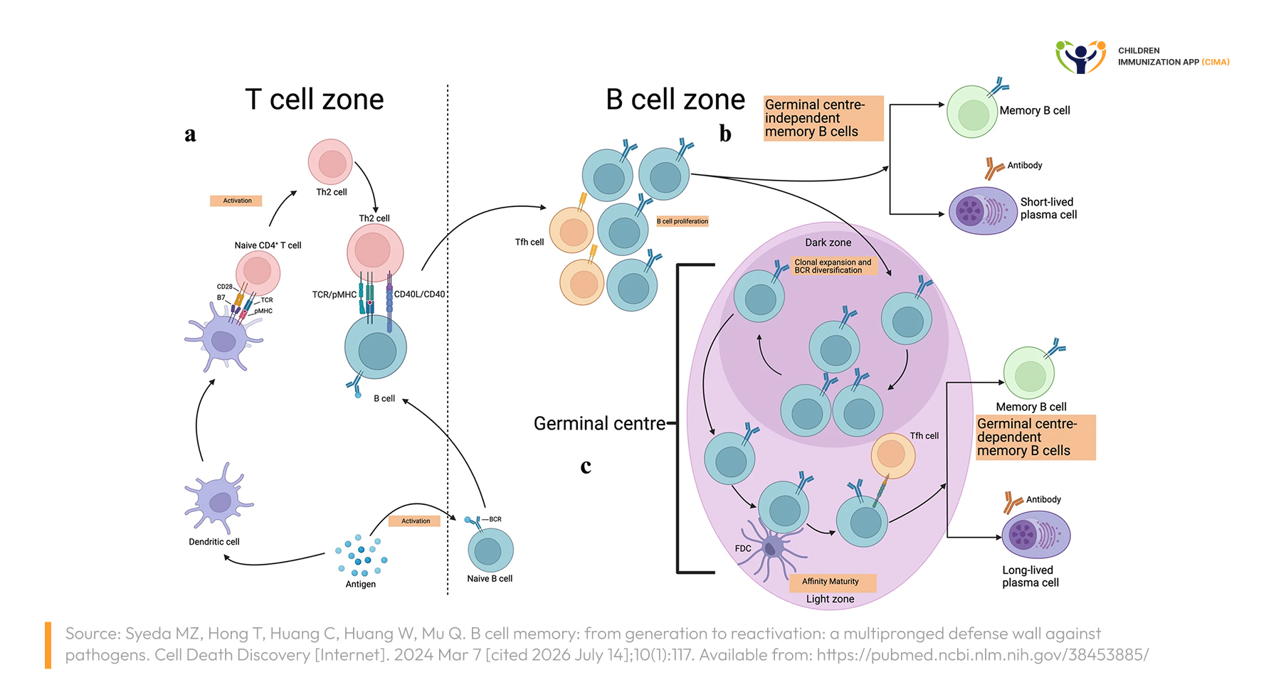 Diagram of germinal center B‑cell maturation into memory B cells and long-lived plasma cells.