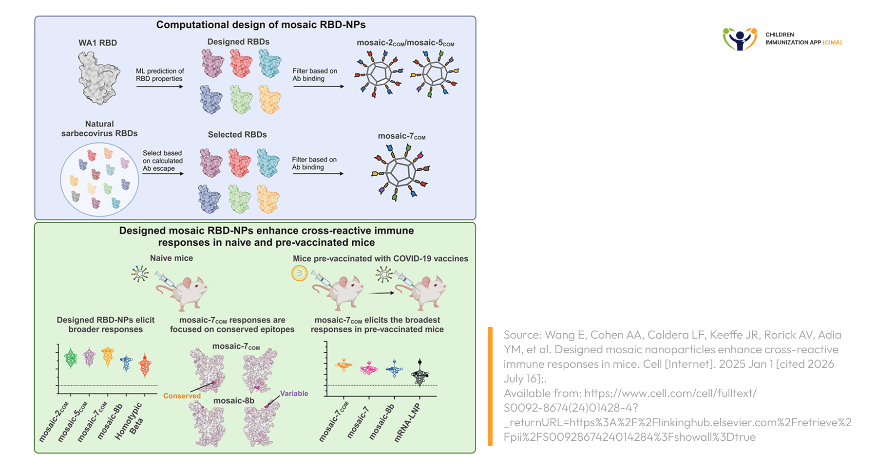 Diagram of computationally designed mosaic RBD nanoparticles showing multi‑strain antigen display and broader cross‑reactive immune responses.