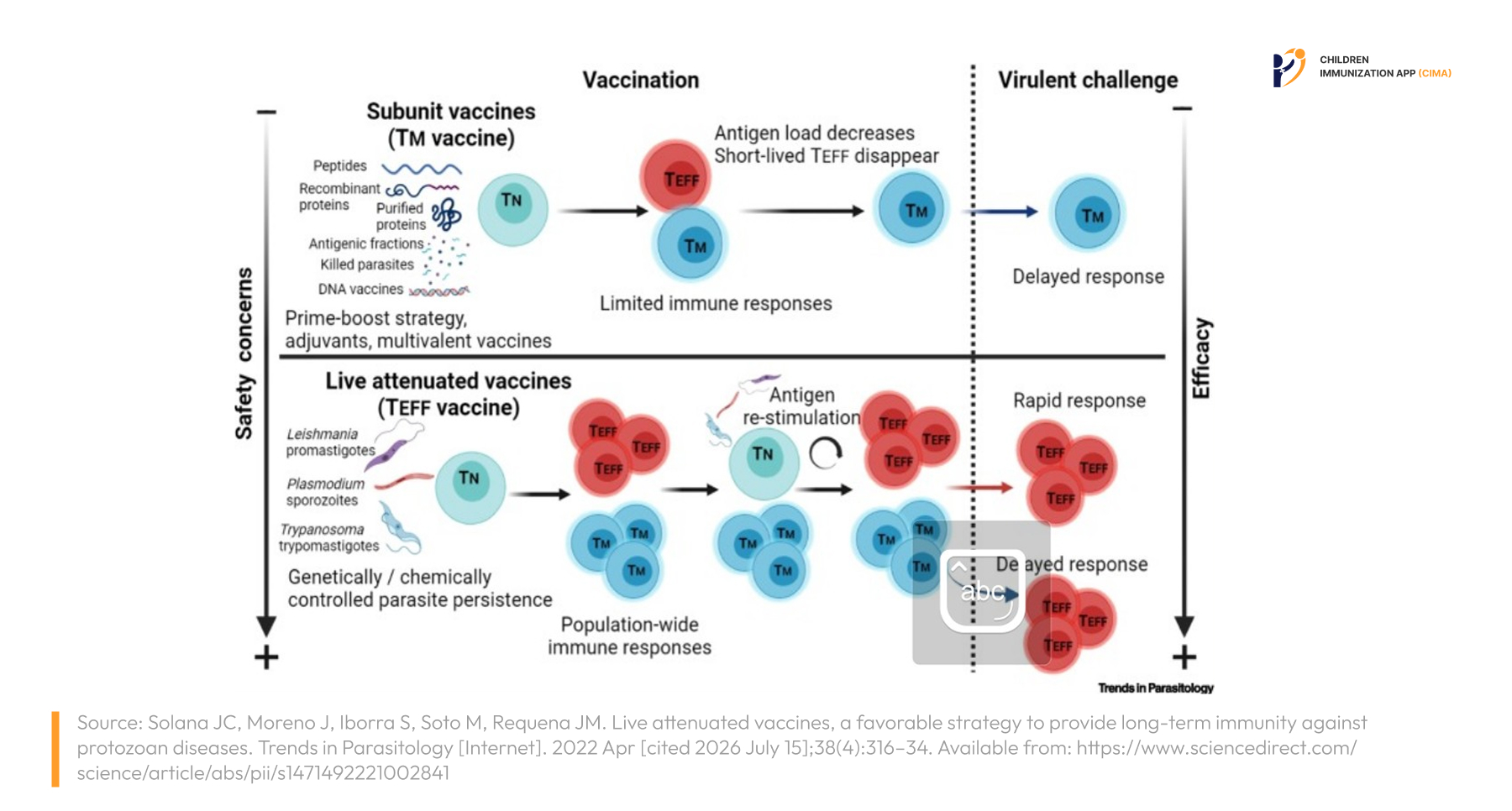 Diagram comparing subunit and live‑attenuated vaccines, showing persistent antigen restimulation that generates durable immune memory and rapid responses.