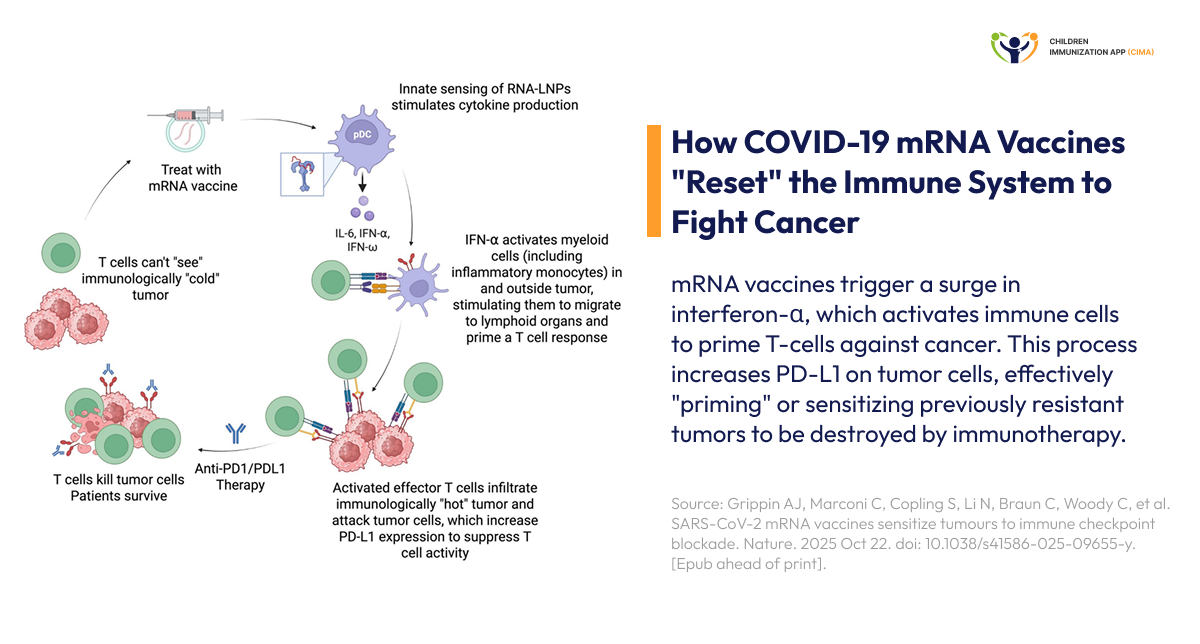 Diagram showing mRNA vaccine activating immune cells to attack tumors.