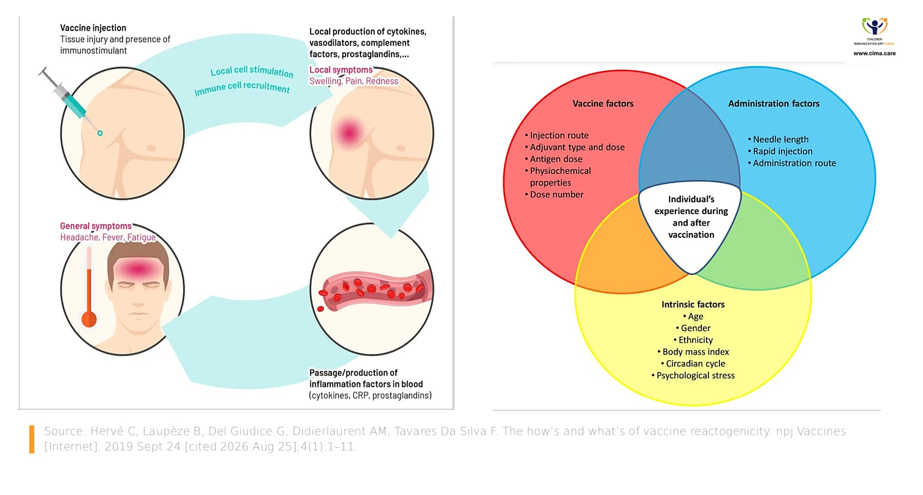 Combined diagrams showing vaccine-triggered local and systemic inflammatory symptoms, plus vaccine, administration, and individual factors that influence their intensity.