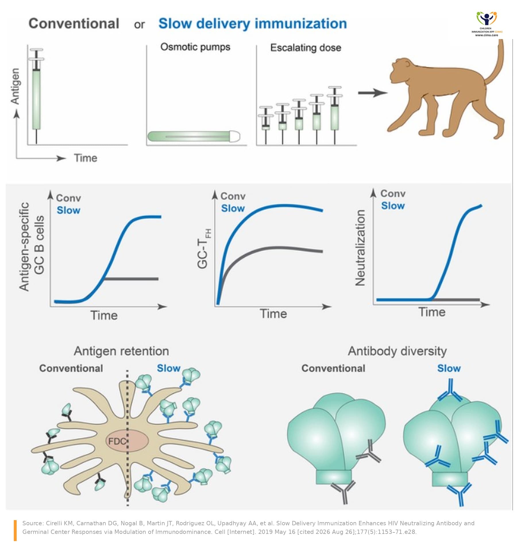 Diagram comparing conventional single-dose vaccination with slow antigen delivery by osmotic pump or escalating doses in rhesus macaques.