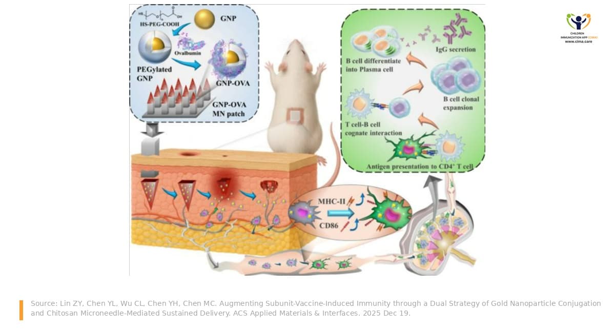 Diagram of an experimental mouse microneedle vaccine patch from release into the skin, to a draining lymph node and enduring immunization.