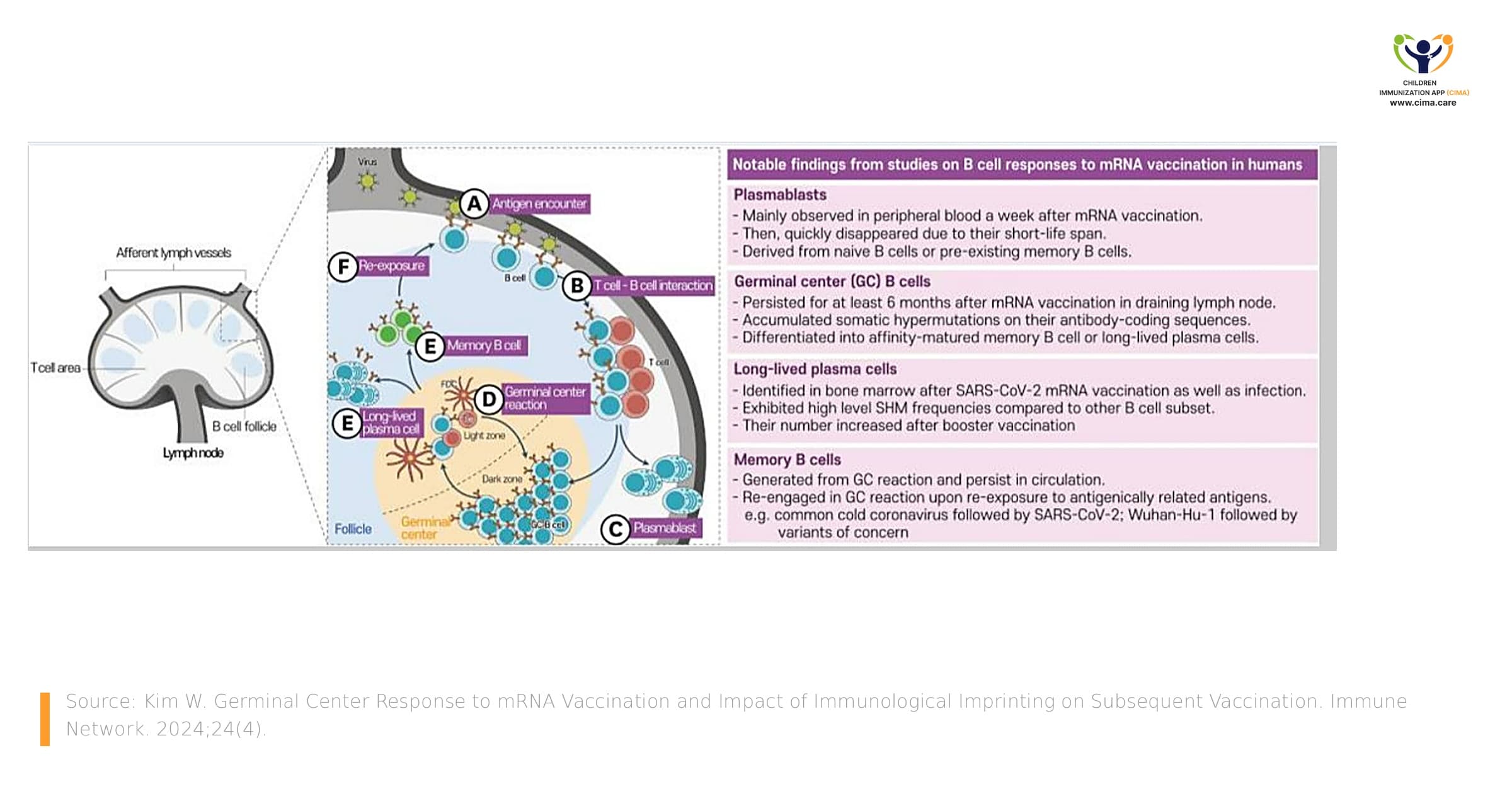 Diagram showing how mRNA vaccination produces plasmablasts, memory B cells, and long-lived plasma cells in lymph nodes.