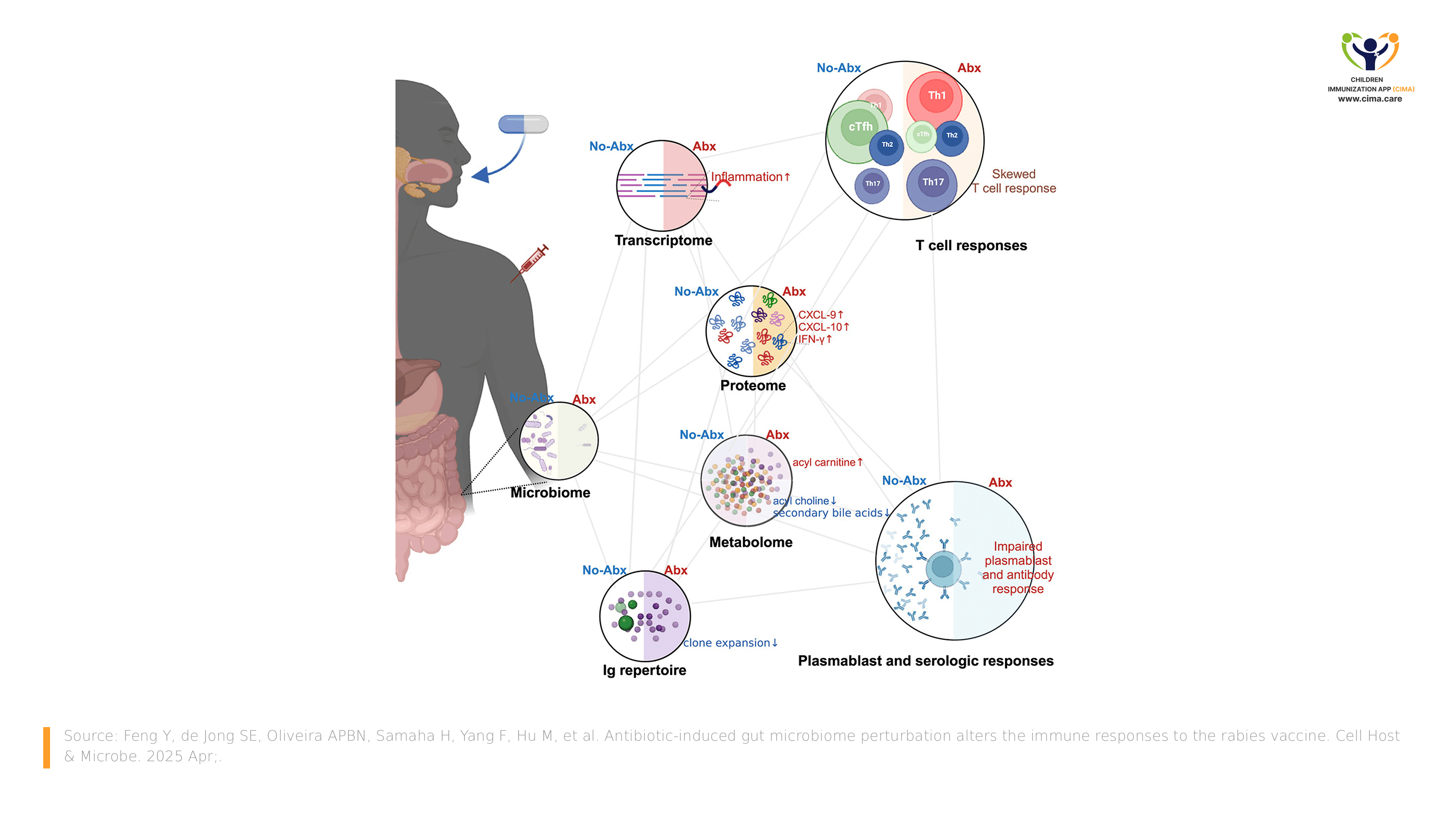 Diagram comparing participants with and without antibiotics, showing microbiome disruption, altered immune and metabolic signals.