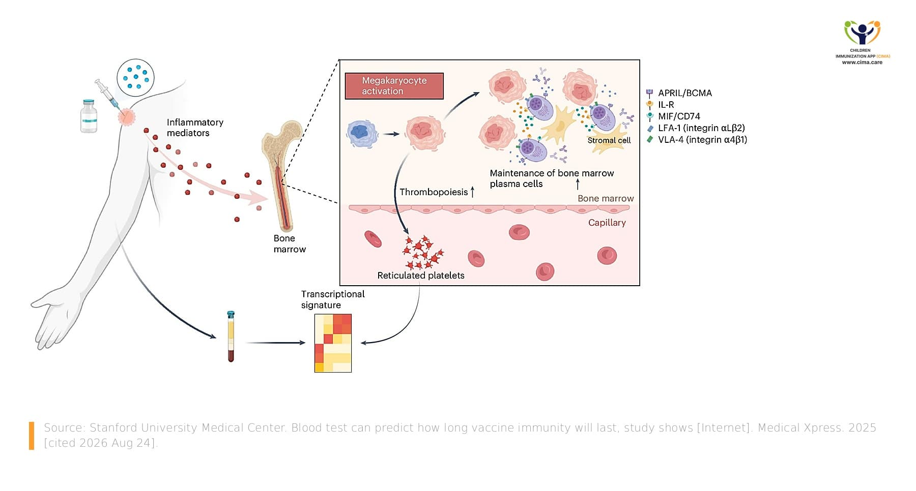 Diagram showing vaccination-associated blood signals linked to megakaryocyte activity and plasma-cell survival in bone marrow.