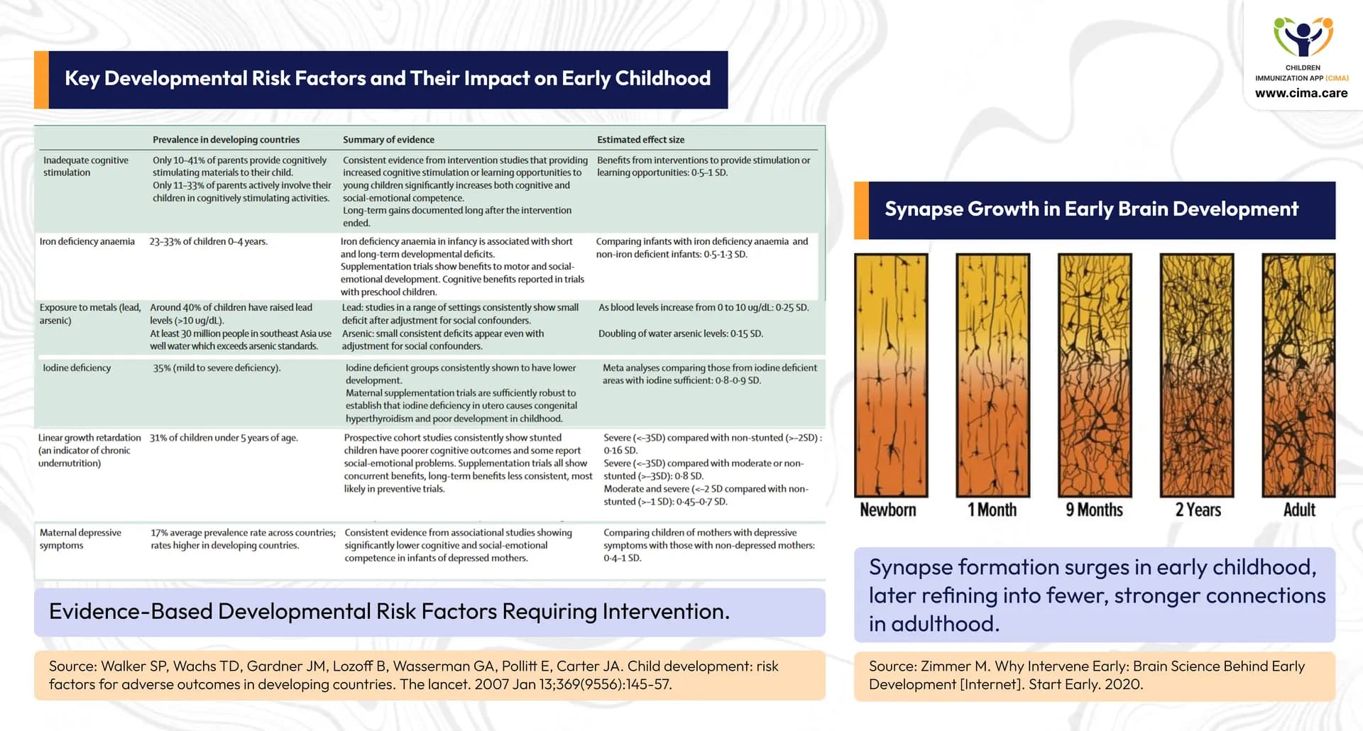 Synapse formation stages and developmental risk factors impacting early childhood.